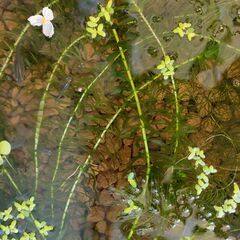 メダカ・ヒメタニシ・水草のセットの画像