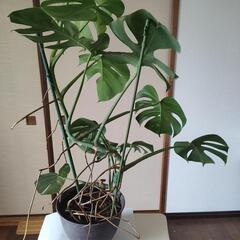 斑入りモンステラ　高さ96cm☓横63cmの画像
