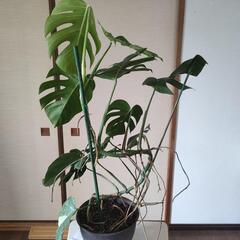 斑入りモンステラ　高さ96cm☓横63cmの画像