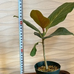 【観葉植物】ベンガレンシス　ゴムの木
の画像