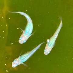 メダカ『しずく』1ペア＋1の画像