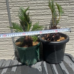 【発根確認済み】ソテツ2株の画像