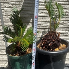 【発根確認済み】ソテツ2株の画像
