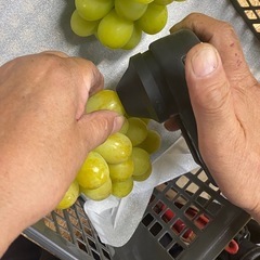 【糖度20度以上！✨】めちゃあまシャイン1kg🍇✨の画像