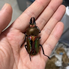 赤血統 ニジイロクワガタ幼虫5頭セットの画像