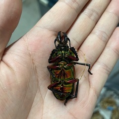 赤血統 ニジイロクワガタ幼虫5頭セットの画像