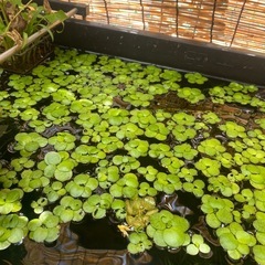 【入門セット】改良メダカ・水草・PSBの画像
