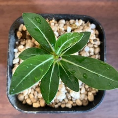 【観葉植物】アデニウム　オベスムの画像