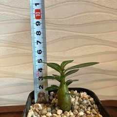 【観葉植物】アデニウム　オベスムの画像