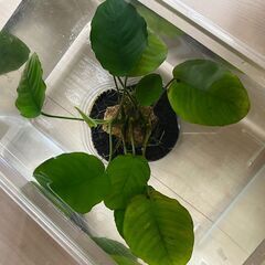 【ステータス更新 8/8】水草 アヌビアス ナナ 切り株 （株分け）の画像
