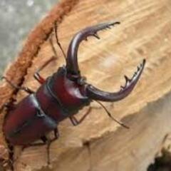 カブトムシ　クワガタムシ　プレゼントの画像