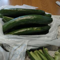 農薬不使用　野菜セットの画像