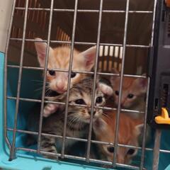 保護猫ちゃんの餌,砂の支援ご協力お願いします