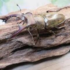 カブトムシ、クワガタムシ採集してみませんか？の画像
