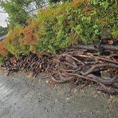 ヒバの薪の画像