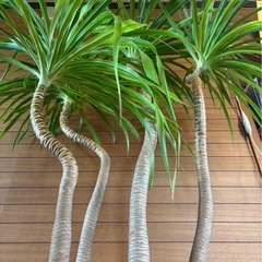 カンボジアーナ(曲がり)の画像