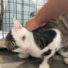 寂しがり甘えん坊の白キジくん　♂2歳