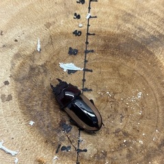 フルストルファーノコギリクワガタ ロンボク島産 ペア♂60.4mm♀32.3mmの画像