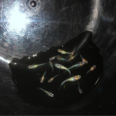 宮桜💐🎼Miyasakura💫極上メダカ幼魚１２匹の画像