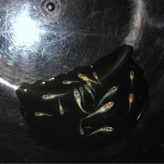 宮桜💐🎼Miyasakura💫極上メダカ幼魚１２匹の画像