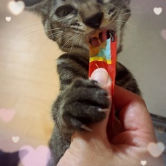 チュールはアタイの‼︎独り占めアロちゃん