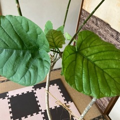 観葉植物　ウンベラータの画像