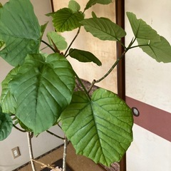 観葉植物　ウンベラータの画像