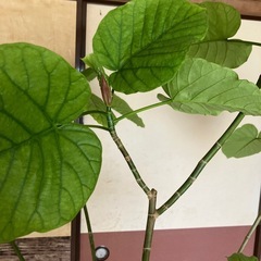 観葉植物　ウンベラータの画像