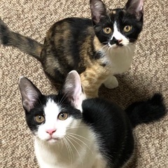 4ヶ月の子猫❗️