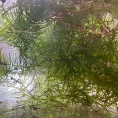 ヌマエビ　稚エビ　20〜30ぐらい　水草　セット　の画像