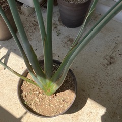 ストレチア　極楽鳥花　②の画像