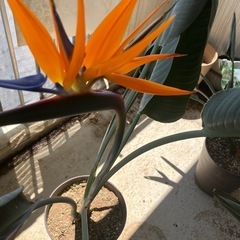 ストレチア　極楽鳥花　②の画像