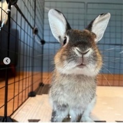 サイズ 小さめ うさぎ里親募集中！オス　