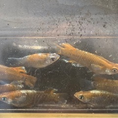 ⭐️値下げ⭐️レッドクリフダークタイプ　1ペアの画像