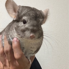 チンチラ
