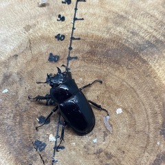 【希少な黒化型！】オキナワノコギリクワガタ WF1 ♂59.7mm×♀30.4mmペアの画像