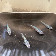 メダカ　サファイア　2ペアの画像
