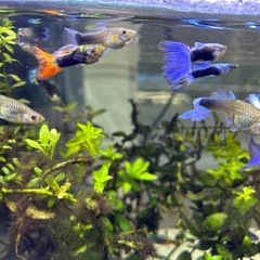 国産グッピーMIX　稚魚！　🤗　の画像