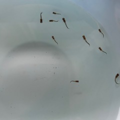 国産グッピーMIX　稚魚！　🤗　の画像