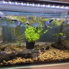 国産グッピーMIX　稚魚！　🤗　の画像
