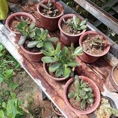 多肉植物ガーデニングの画像