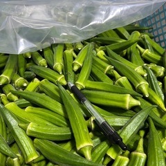 オクラの画像