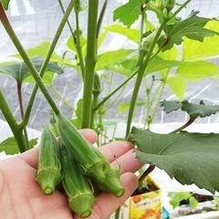 オクラの画像