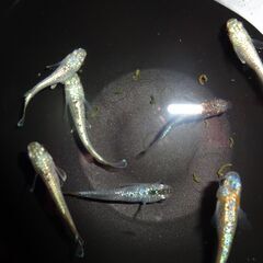 (決まりました)めだか（MIX30匹＋α）の画像