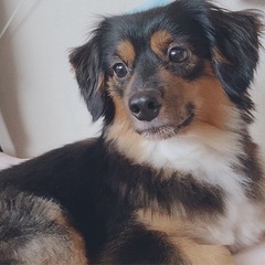 チワックス チワワとダックスのミックス