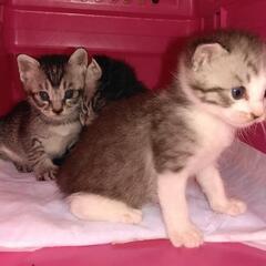 キジ白仔猫、オス＆メス