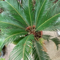 蘇轍の画像