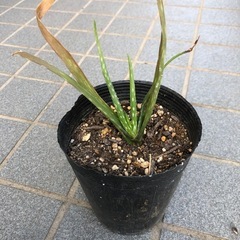 アロエベラの苗の画像