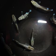 (決まりました)めだか（１４匹）の画像