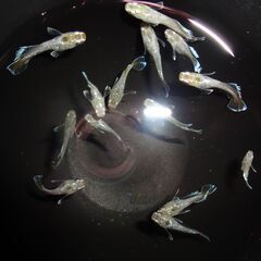 (決まりました)めだか（１４匹）の画像